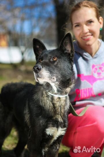 Собака Наоми из приюта Некрасовка