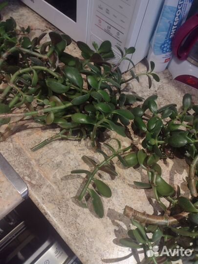 Денежное дерево толстянка крассула