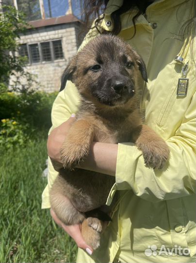 Щенок в добрые руки