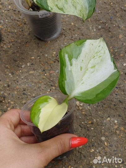 Эпипремнум яблоко