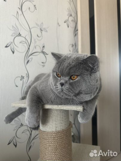 Британский кот в поисках кошечки для вязки