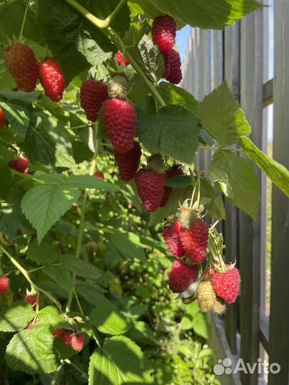 Саженцы малины Краса России