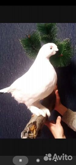 Чучело куропатки