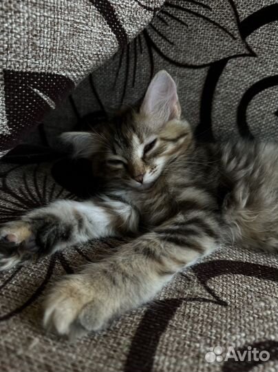 Ласковая малышка