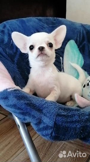 Щенки чихуахуа