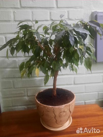 Фикус бенджамина Наташа