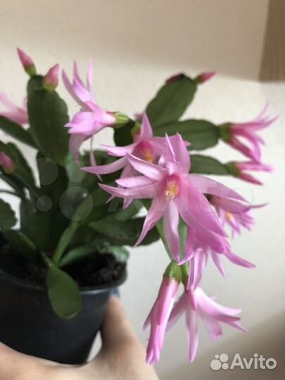 Шлюмбергера, рипсалидопсис