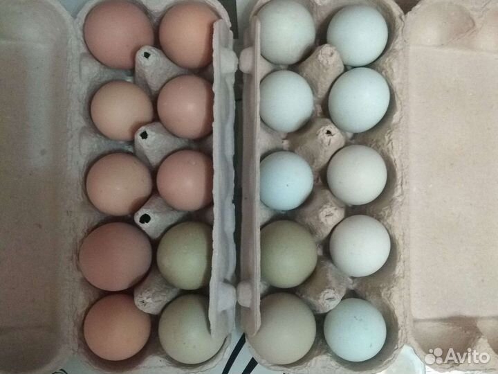 Инкубационное яйцо
