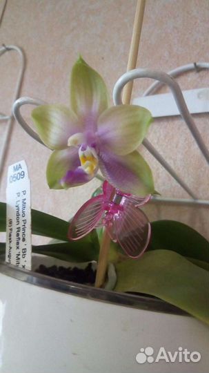 Орхидея фаленопсис