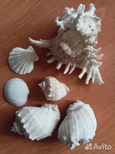 Набор ракушек, рапаны