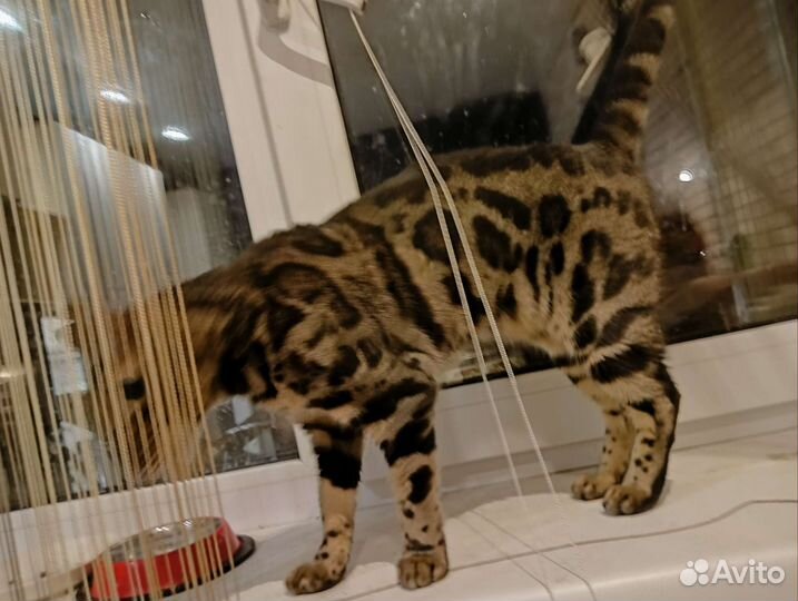 Бенгальская кошка