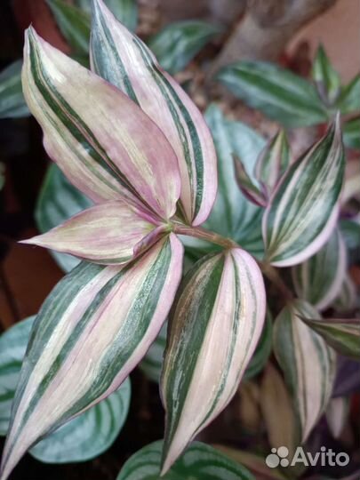 Комнатные растения