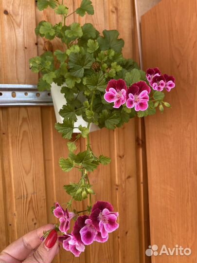 Пеларгония Ангел