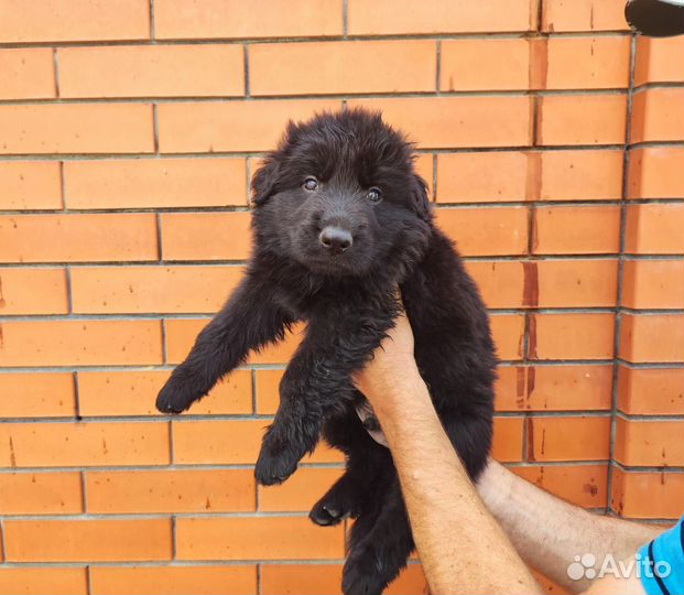 Щенки немецкой овчарки