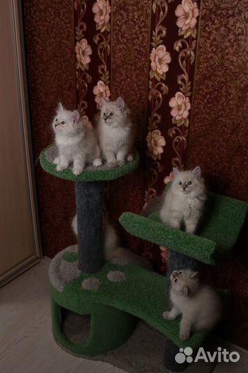 Малыши невские маскарадные