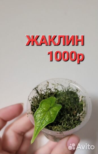 Алоказии жаклин,хетерофилла металлик и др