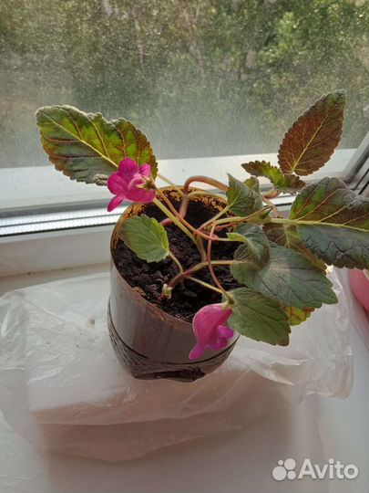 Смитикодония ахименес шефлера фикус