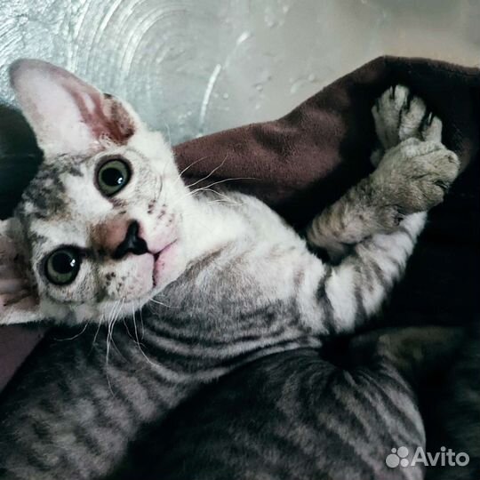 Котята Канадского сфинкса