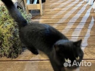 Британская