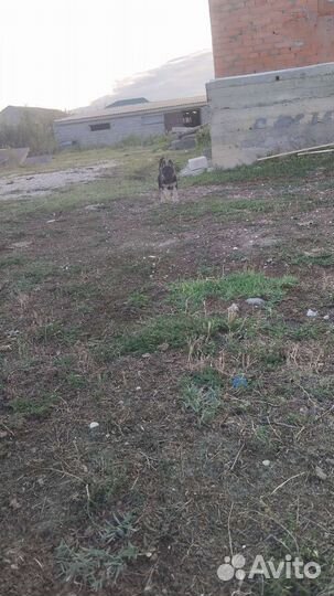 Восточноевропейская овчарка