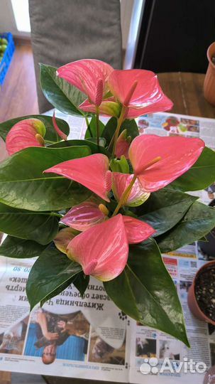 Антуриум розовый