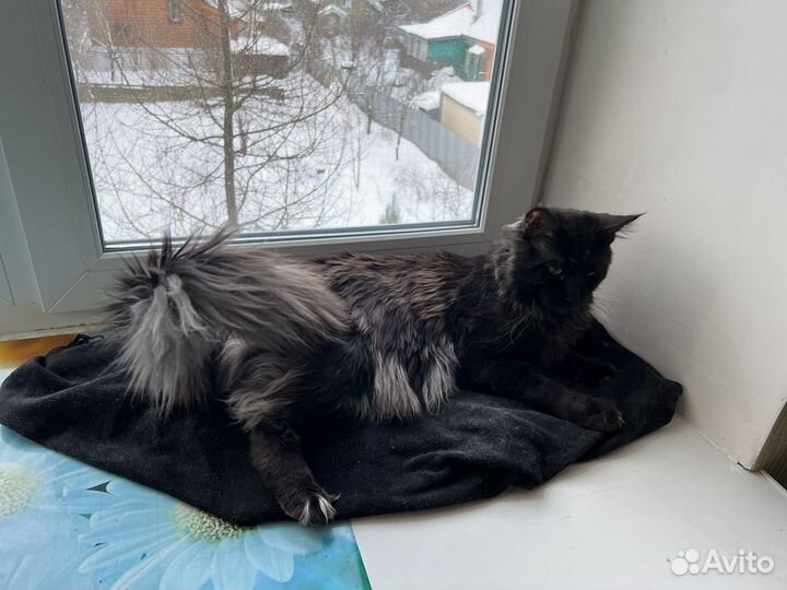 Кот мейн-кун вязка