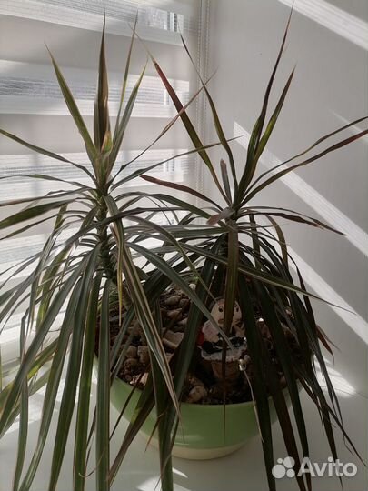 Комнатные цветы драцена