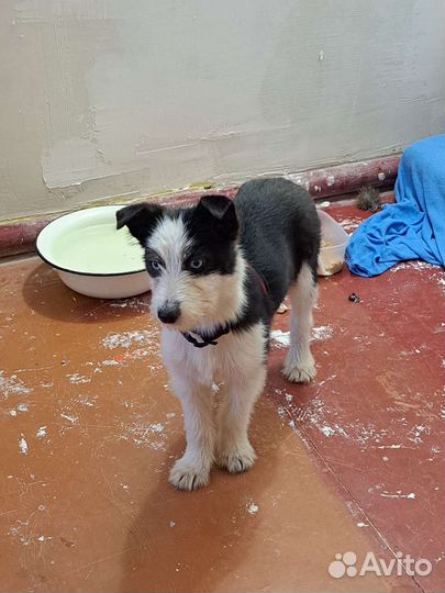 Щенки в добрые руки