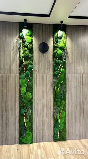 Стабилизированный мох.Озеленение. Фитостена. Ягель