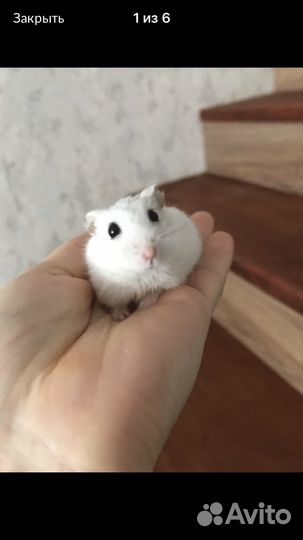 Джунгарский хомяк