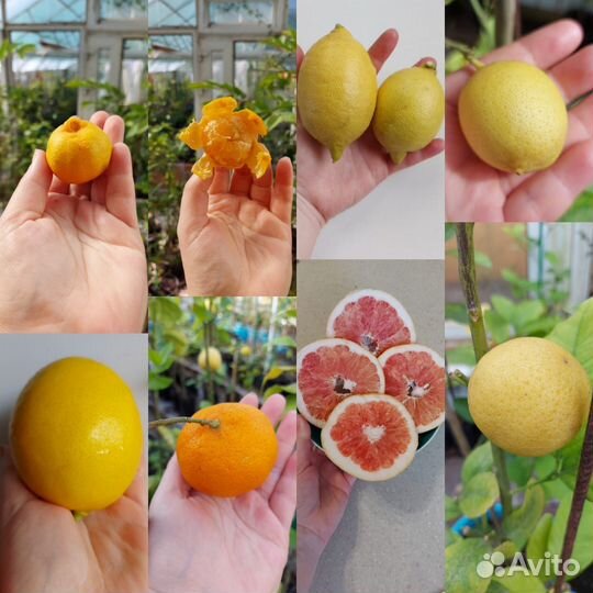 Цитрусы привитые на сортовых лимонах, лаймах