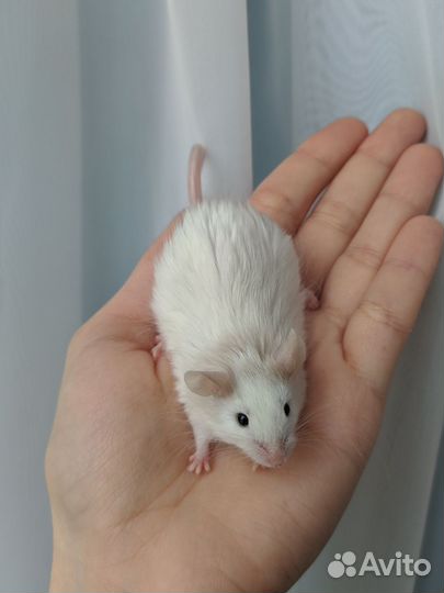 Декоративные мыши