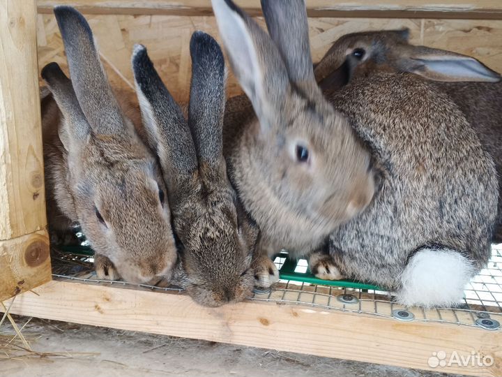 Кролики мясных пород