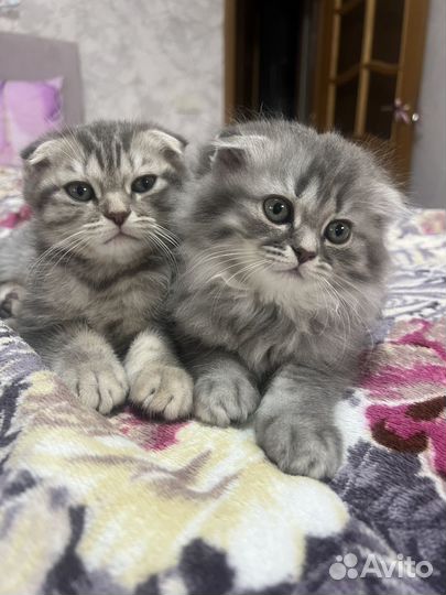 Шотландская вислоухая