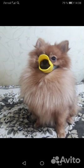 Намордник для маленькой собаки