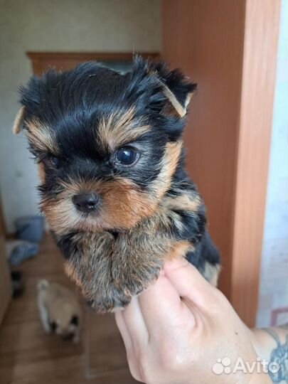 Йоркширский терьер щенок мальчик