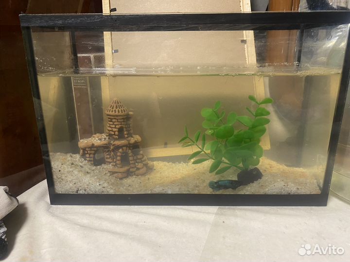 Аквариум рыбки