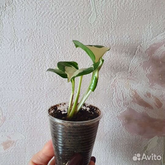 Эпипремнум Марбл Эппл (Хэппи Лиф)