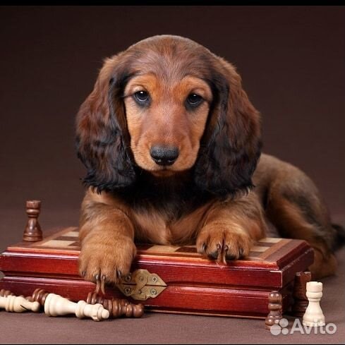 Длинношерстная такса-вязка