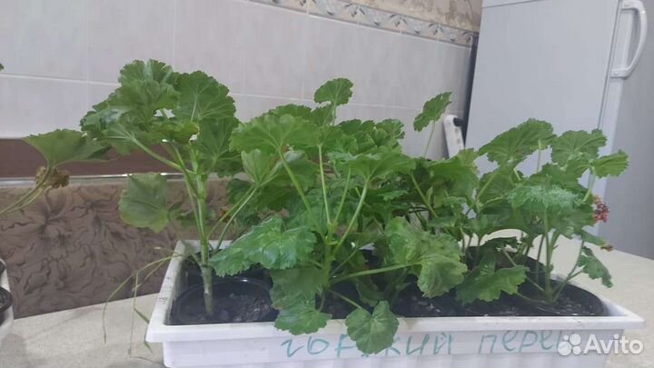 Пеларгония Тюльпановидная герань