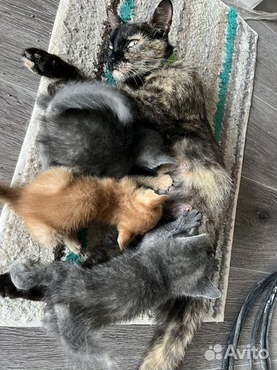 Котята в добрые руки