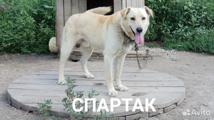 Собака в добрые руки