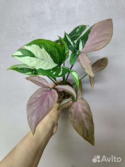 Сингониумы Рэд Спот триколор