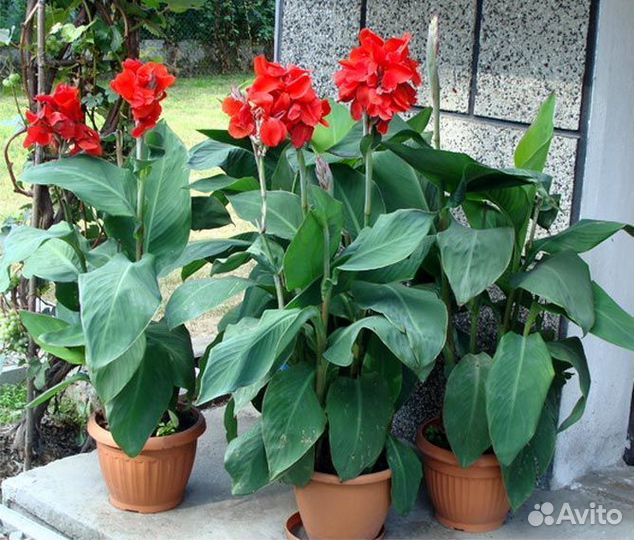 Цветы канны