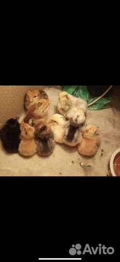 Цыплята,куры