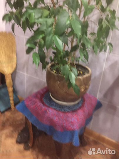 Фикус бенджамина