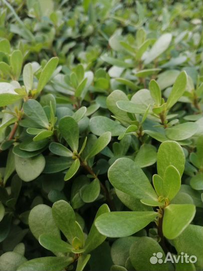 Портулак садовый