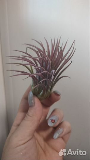 Тилландсия Ionantha Rood