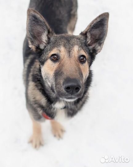 Обнимательный Акелла ищет дом