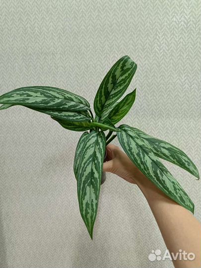 Монстеры, фикусы, филодендроны, циперус